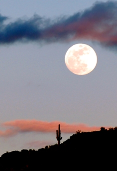 This magnificent photo of the Arizona desert also epitomizes the landscape of The American Southwest.  Photo by Gayle Lindgren of Phoenix.